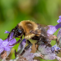 Bumblebee_31-July-2022--2