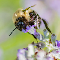 Bumblebee_31-July-2022-