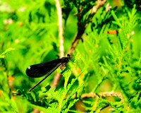 Damsel_Fly_3683