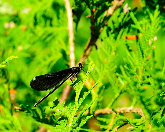 Damsel_Fly_3683