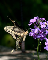 Giant_Swallowtail_1660_Portrait