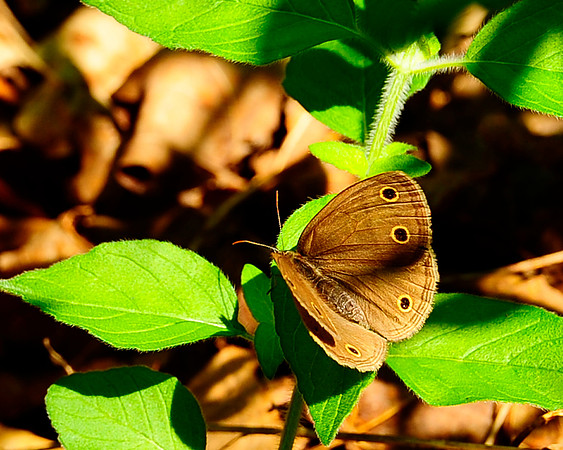 Butterfly_3691