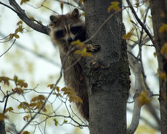 Raccoon_May7_2006
