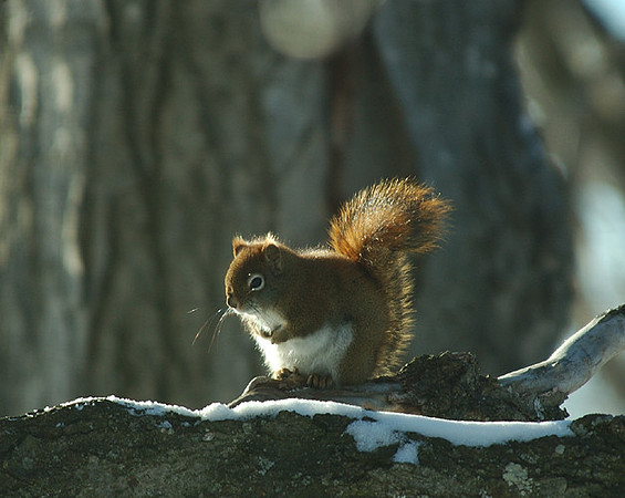 Red_Squirrel_05