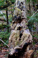 Fallen_Tree_tonemapped