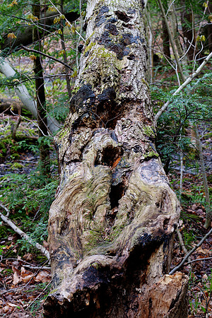 Fallen_Tree_tonemapped