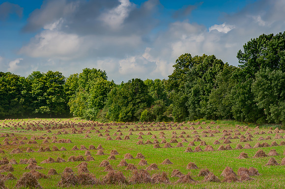 Amsey's Harvest-