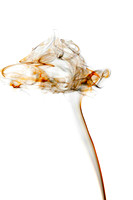 Smoke_Flower_2477_i