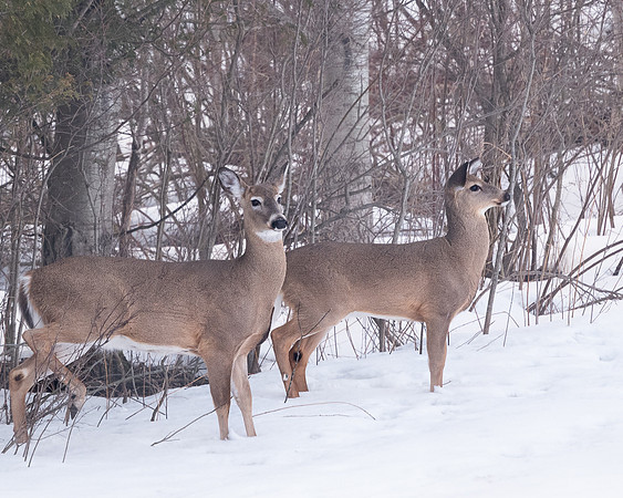 Deer_16Mar2022-3241
