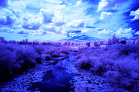 Grey_Ox_Ave_in_IR_0168