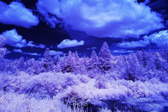 Grey_Ox_Ave_in_IR_0165