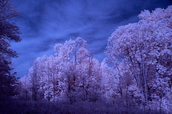 Farm-in-IR-0217