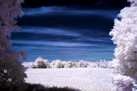 Corn in IR 41