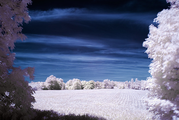 Corn in IR 41