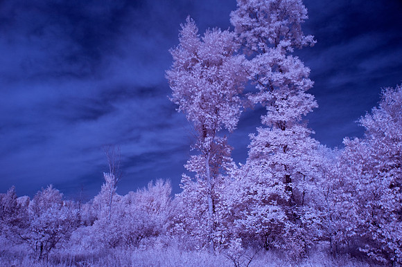 Farm-in-IR-0218