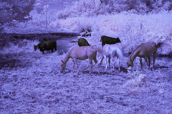 Horses_Cows_in_IR