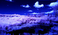 Grey_Ox_Ave_in_IR_0169