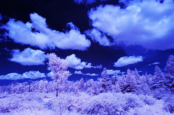 Grey_Ox_in_IR