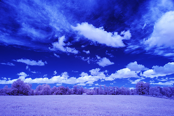 Soybeans_in_IR_0173