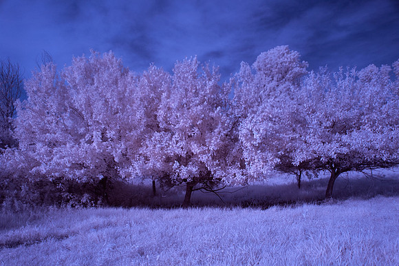 Farm-in-IR-0212