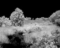 Farm_in_IR_28
