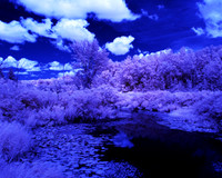 Grey_Ox_Ave_in_IR_0167