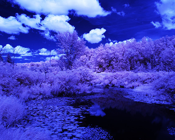 Grey_Ox_Ave_in_IR_0167