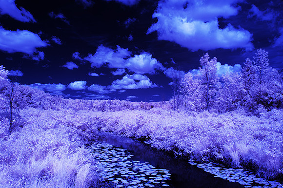 Grey_Ox_Ave_in_IR_0170