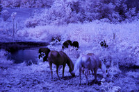Horses_Cows_in_IR_0185
