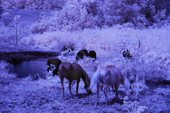 Horses_Cows_in_IR_0185