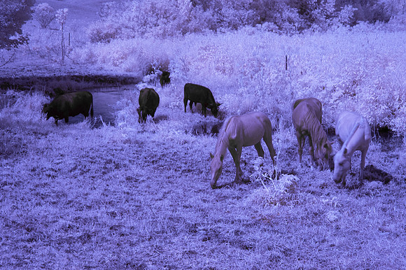 Horses_Cows_in_IR_0190