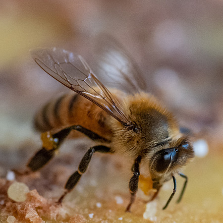 Bees_and_Wasps-6032