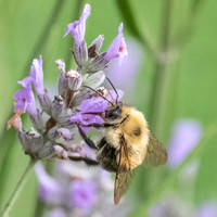 Bumblebee_15July2021-4