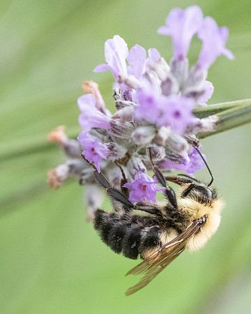 Bumblebee_15July2021-2