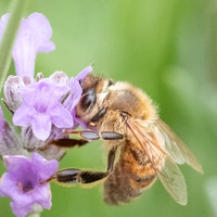Honeybee_15July2021-11