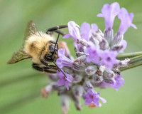 Bumblebee_15July2021-1