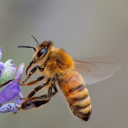 Honey_Bee_31-July-2022-