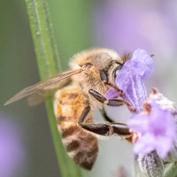 Honeybee_15July2021-7