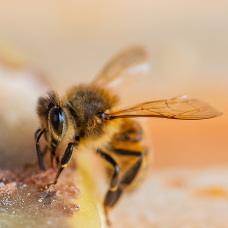 Bees_and_Wasps-6114
