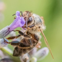 HoneyBees_on_Lavender_04July2021_-7