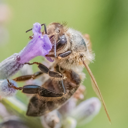 HoneyBees_on_Lavender_04July2021_-7