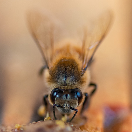 Bees_and_Wasps-6021