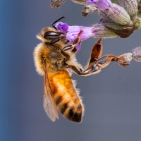 Bees