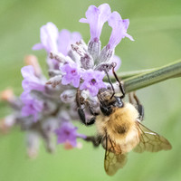 Bumblebee_15July2021-3