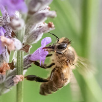 Honeybee_15July2021-3