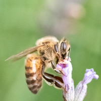 Honeybee_15July2021-2