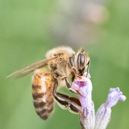 Honeybee_15July2021-2