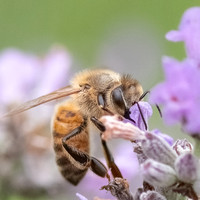 Honeybee_15July2021-10