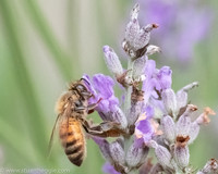 Honeybee_15July2021_watermarked-1-2