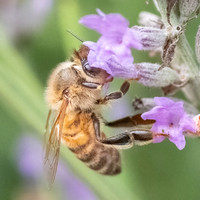 Honeybee_15July2021-5